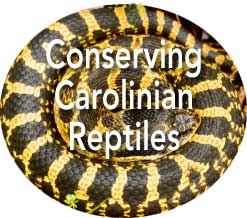 Conserving Carolinian Reptiles