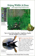 Helping Nature at Home Reptile Guide